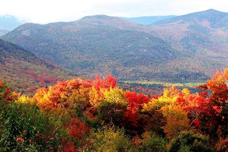 Fall Foliage